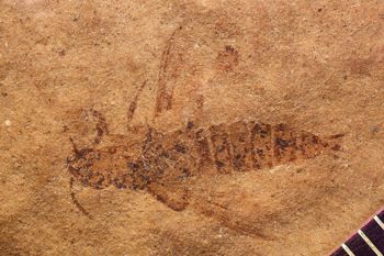 Media type: image;   Entomology PALE-1527